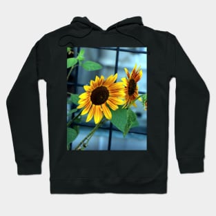 Sunflower Heaven Hoodie